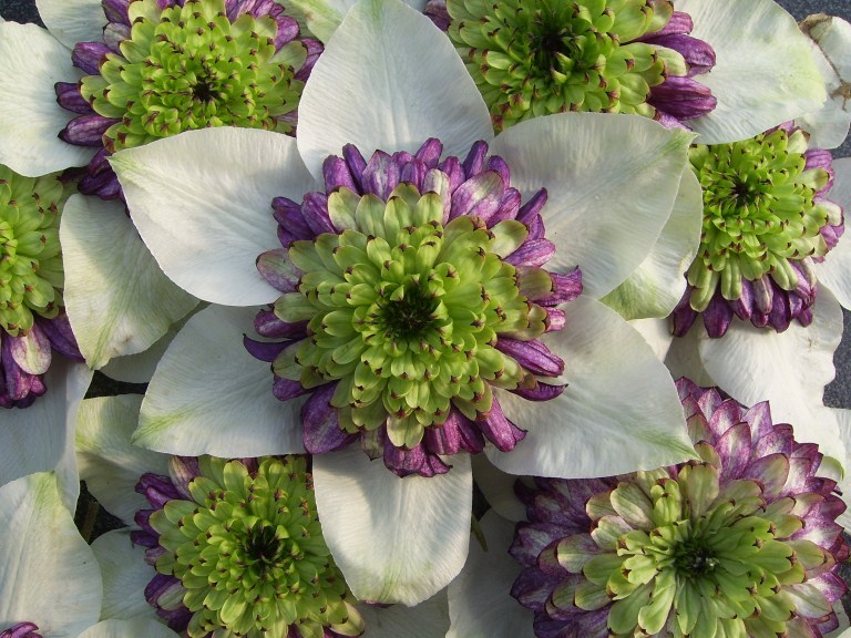 铁线莲小苗怎样种易成活,秋天新买的铁线莲小苗怎样上盆