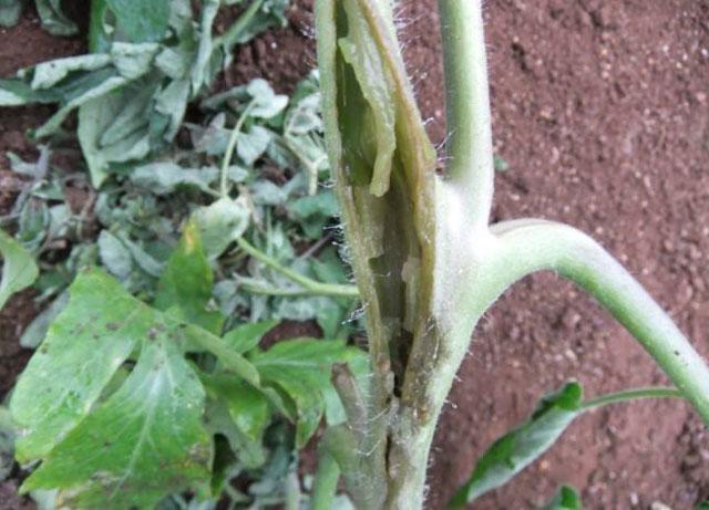 番茄种植,溃疡病传播快,危害大,难以控制,该如何进行防治呢?