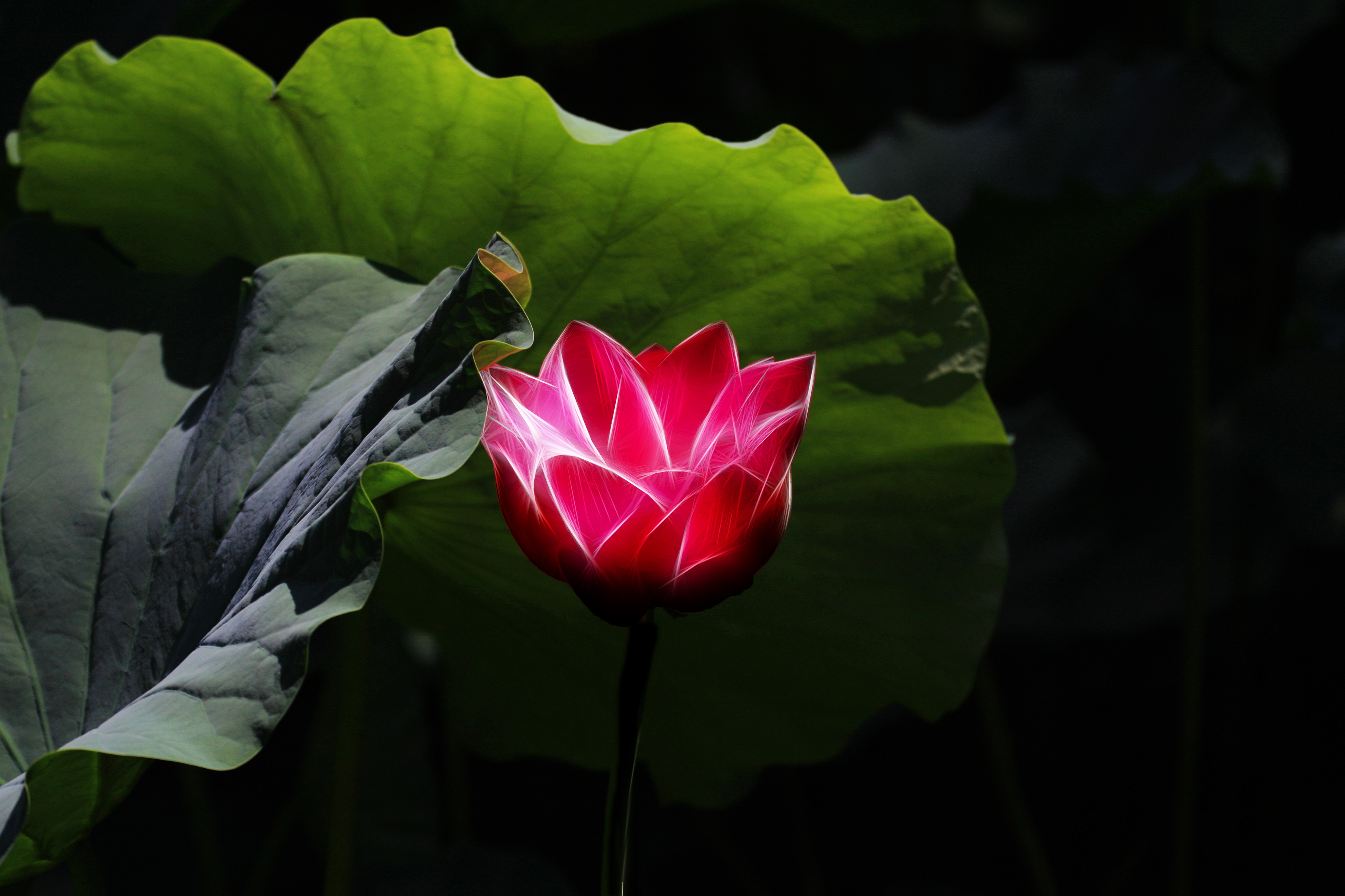 荷花的滤镜怎么调,荷花滤镜拍摄技巧