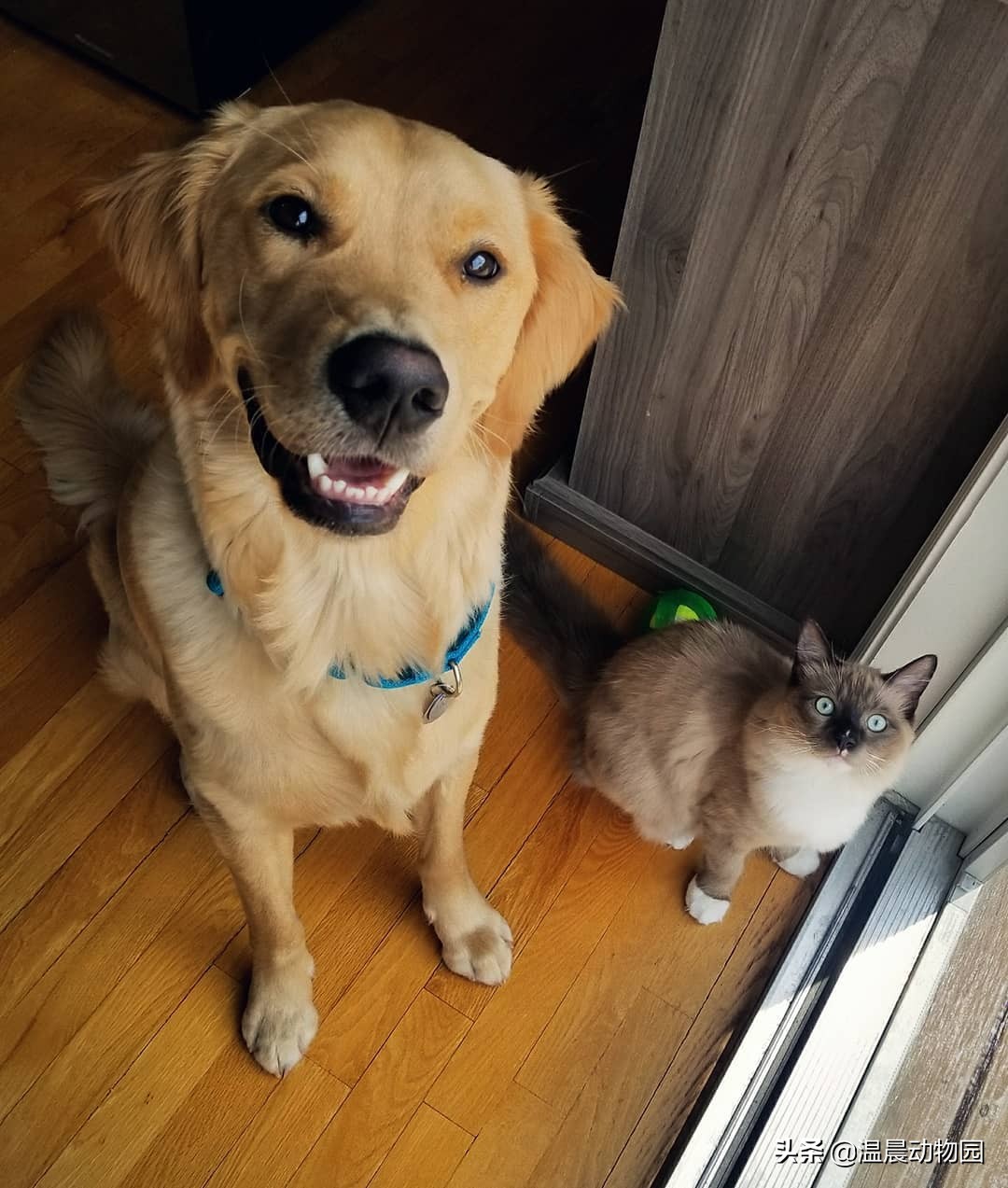 猫咪刚到家需要注意什么事项,猫咪刚到新家如何防止乱叫