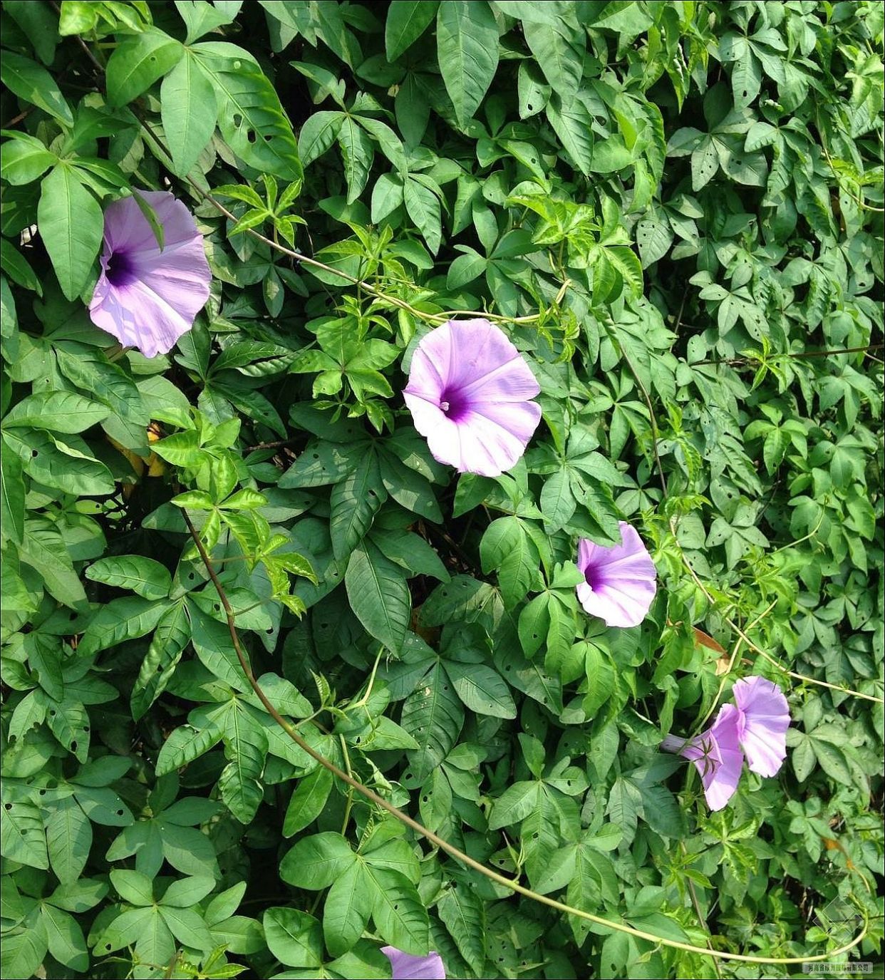 38种常见入侵植物花朵,38种疯狂的入侵植物