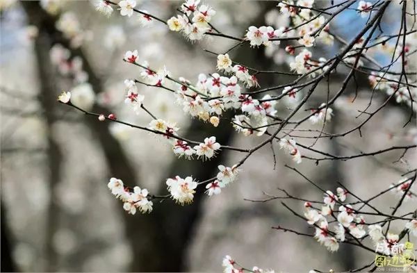 半个月后成都即将美翻全国，17处美景玩转整个春天！