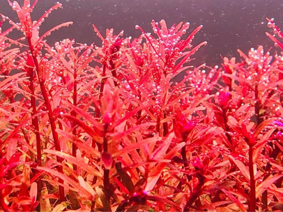 石上的迷你矮+血红宫廷,美的让人心醉