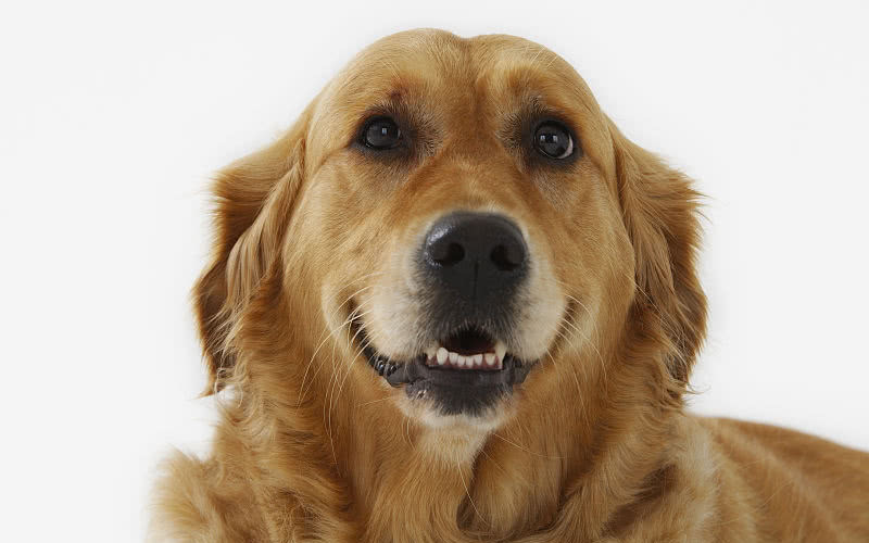 纯种金毛怎么挑选,想买金毛