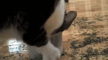 猫咪为什么吸了猫薄荷会那样,猫咪吸了猫薄荷后场面一度失控了