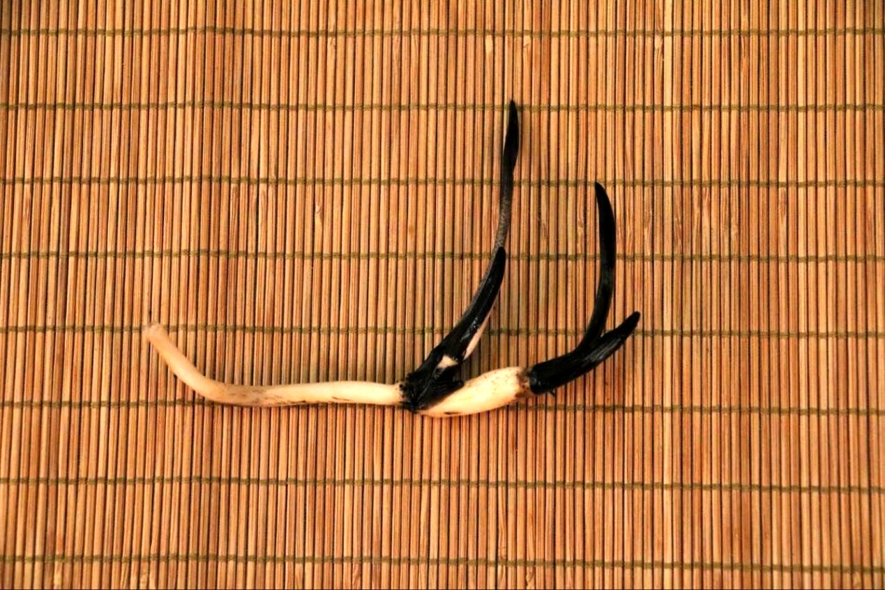 碗莲怎么磨开口,碗莲的正确打开方式