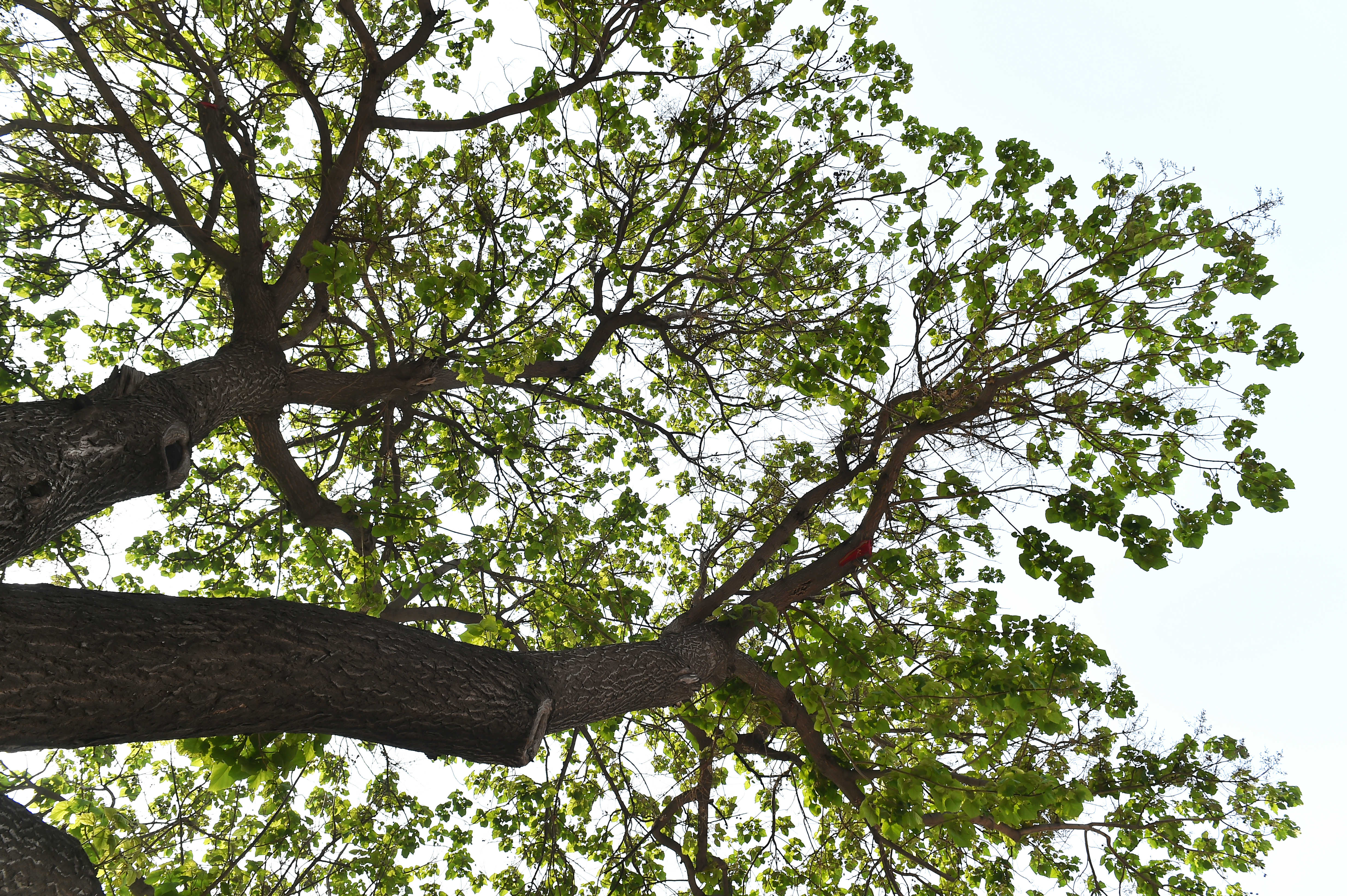 安新第二小学,绿树成荫倪邱中学校园
