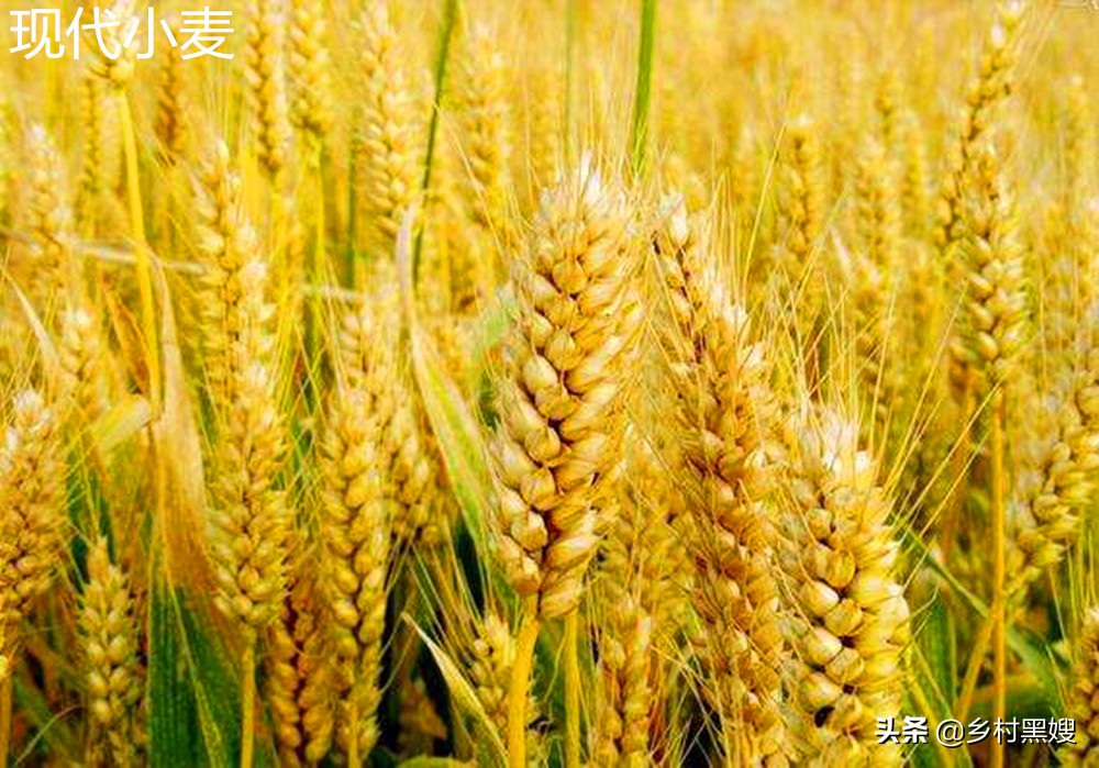 小麦是怎么生长的视频,小麦的起源与发展历史是怎样的