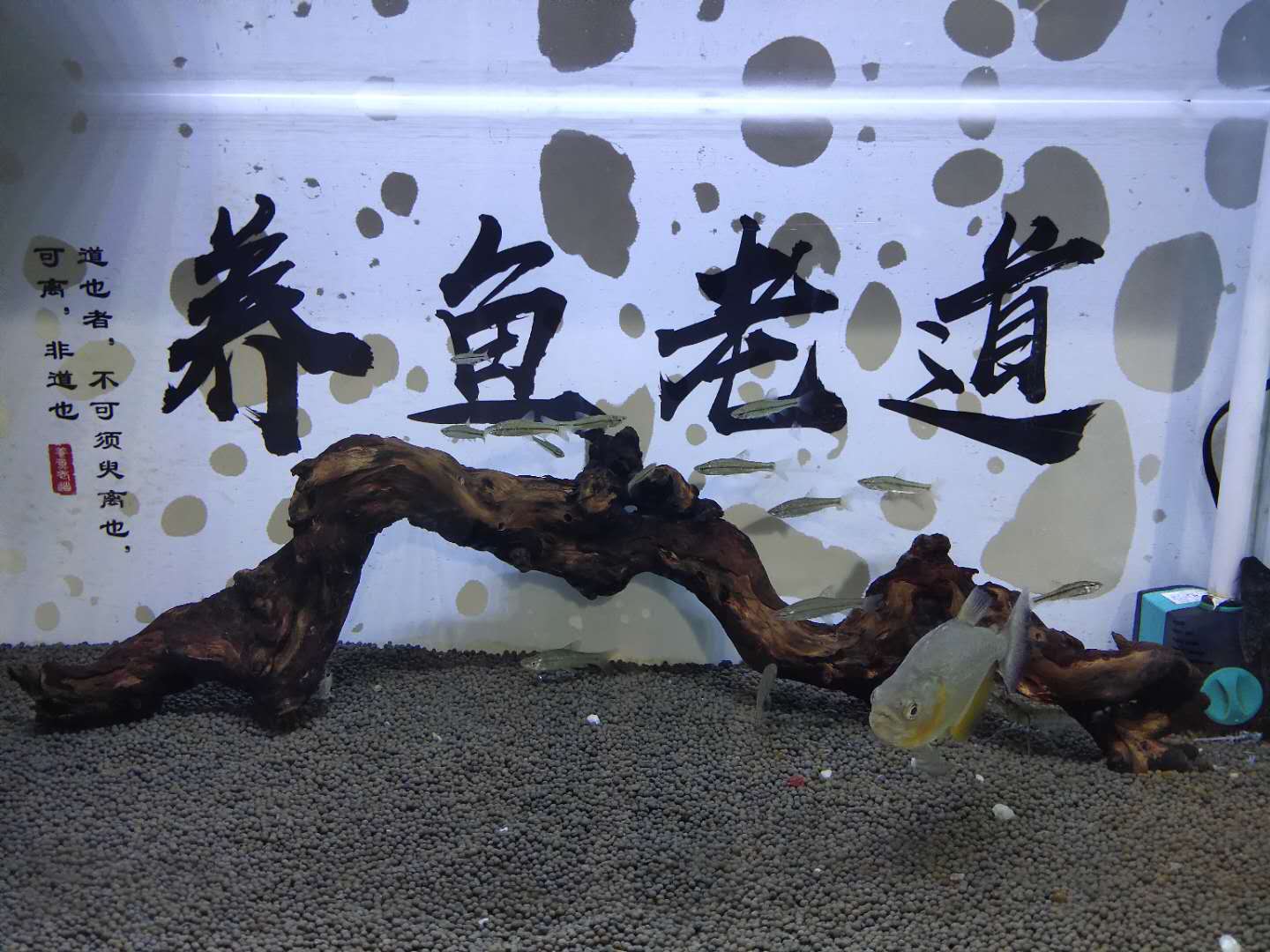 小麦穗鱼为什么老是死,小麦穗鱼能活多久