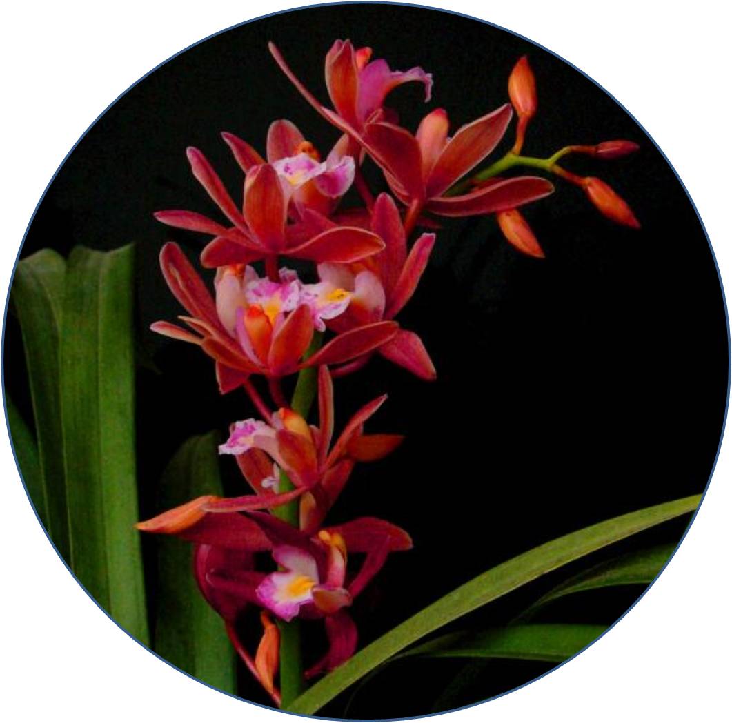 菊竹梅兰图欣赏,花中四君子的兰花图片