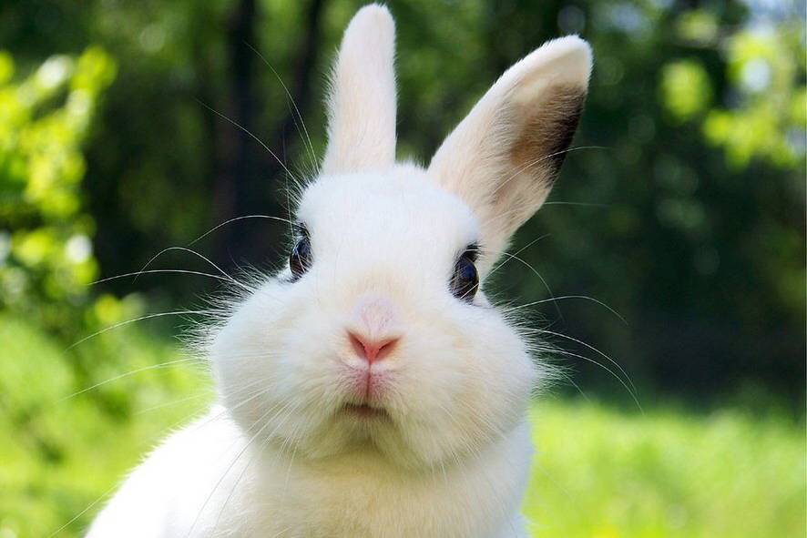 兔子幼兔养几天就死是什么原因,养兔分享兔子拉稀会自己好起来吗