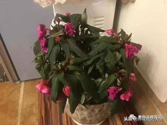 杜鹃花死了能活多久,快死的杜鹃花还能救活吗
