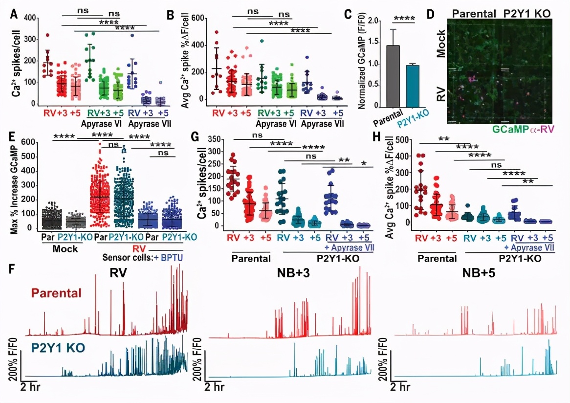 轮状病毒腹泻的科普,轮状病毒腹泻案例分析