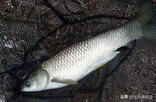 手竿钓大鱼的线组搭配,手竿钓大鱼线组配置