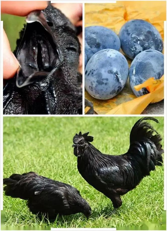 全世界最凶猛的动物藏獒,世界上最贵的一只藏獒