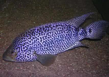 好斗的鱼罗汉鱼,罗汉鱼有多活泼