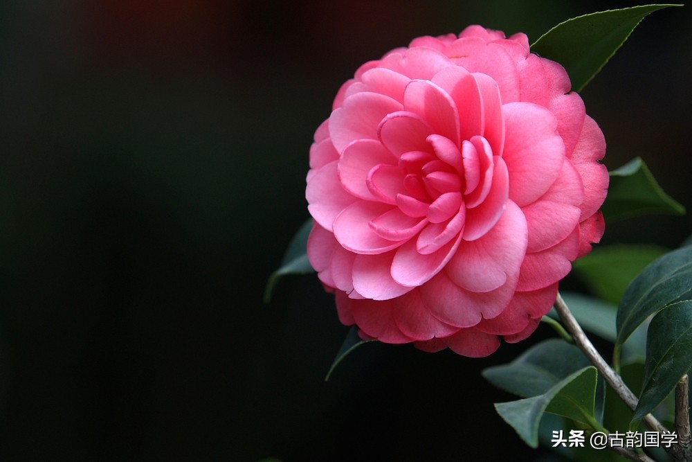 鲜花古诗,十幅书法十首唐诗沁人心脾