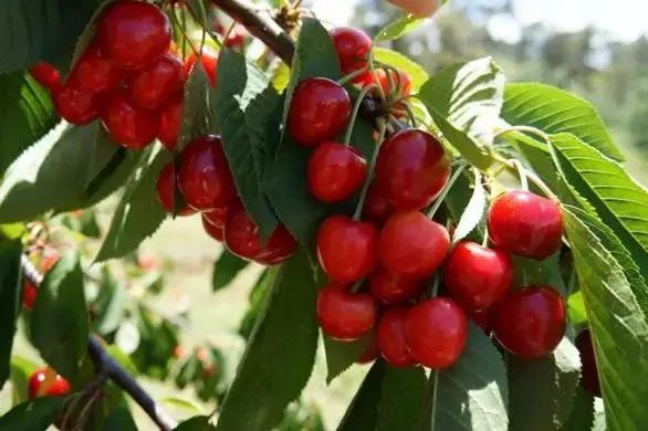 果园管理规章制度,柑橘果树修剪15条铁律