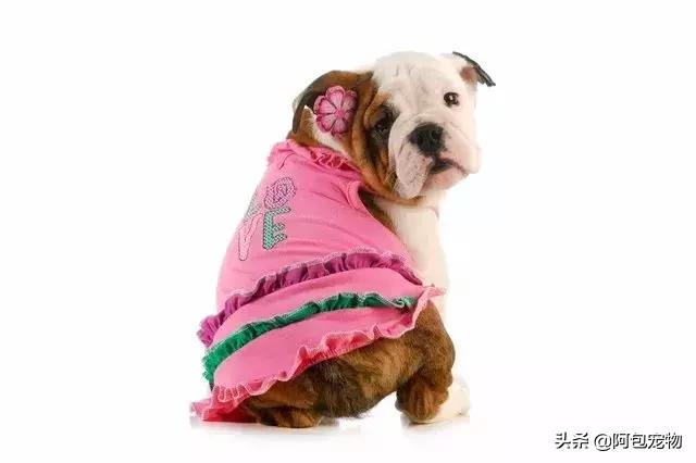 让狗狗绝育要注意什么,给狗狗绝育有什么害处吗