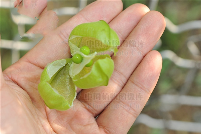 三角形灯笼,三角灯笼四角灯笼