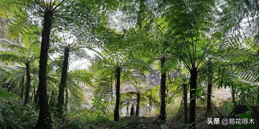 花卉栽培｜蛇木、泥炭、椰糠、松针，这些纤维类植料有什么优点？