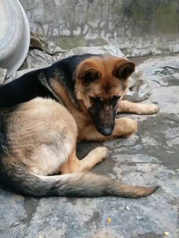 三个月大的德牧可以喝水,德牧喝水喂自来水吗