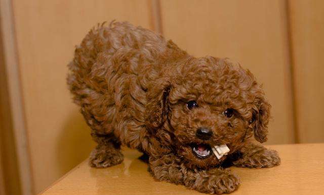 泰迪为什么这么难养,泰迪为什么这么多人养