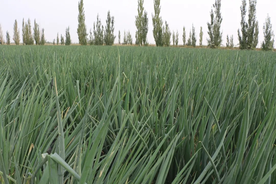 二师美景,处处好丰景