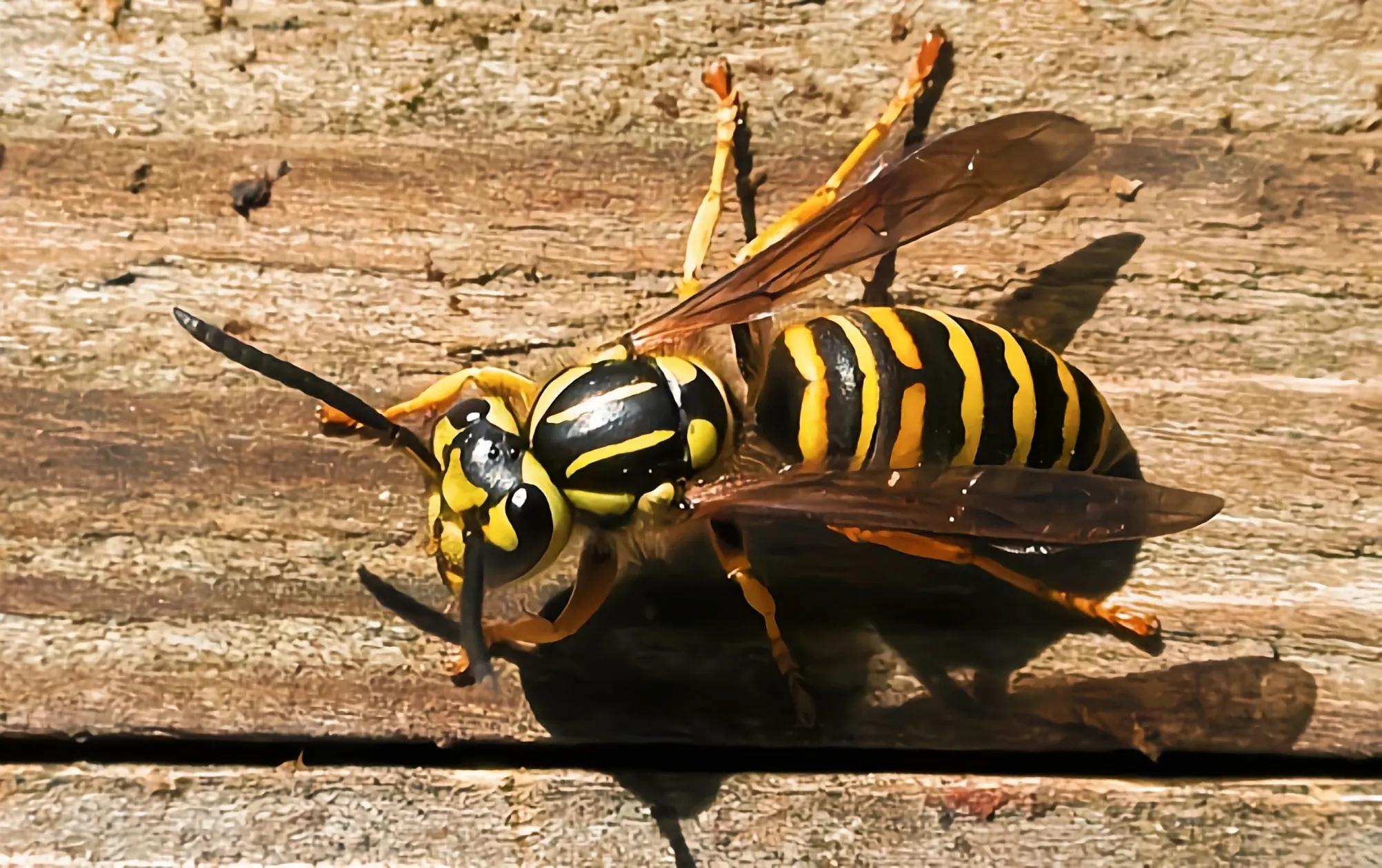 孩子被蚊虫叮咬了怎么办呢,被蚊虫叮咬后大面积红肿疼怎么办