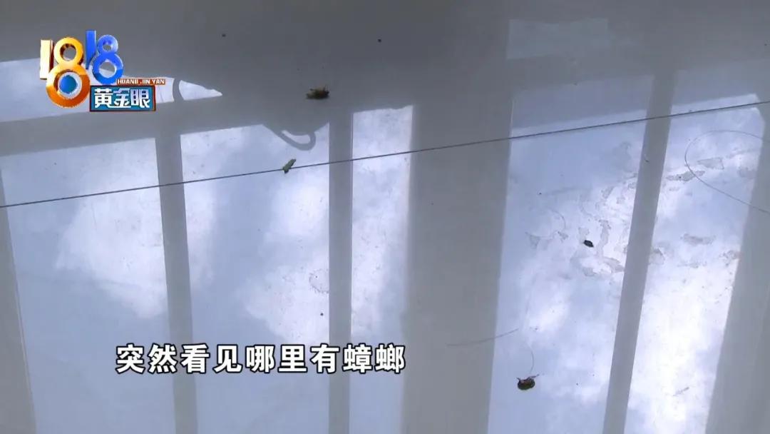 租房子蟑螂太多不想租了怎么办,租房蟑螂多和房东退房如何说