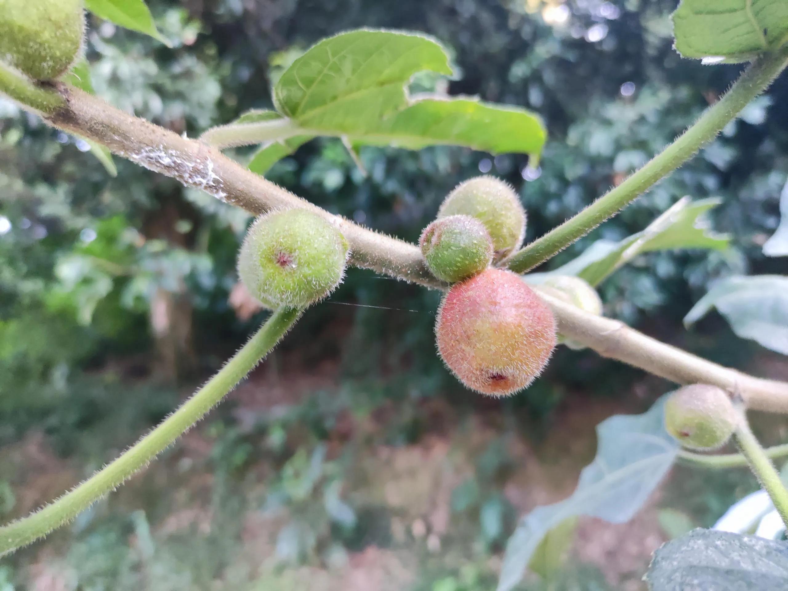 深山野岭野生植物,深山老林野菜植物