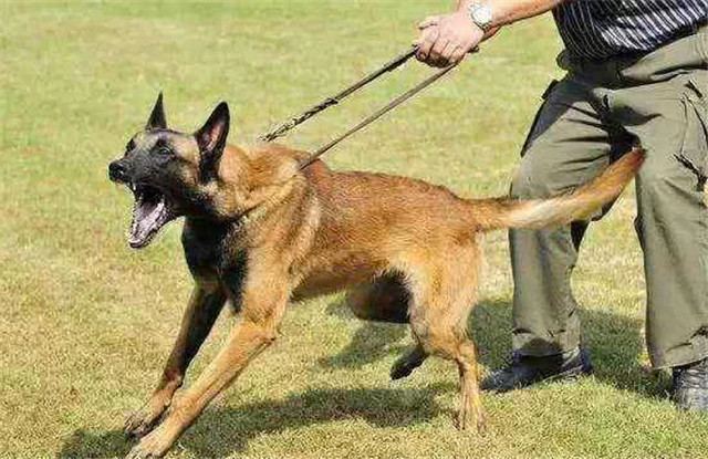 中医治狗咬药方,古代的人被狗咬了是怎么治的