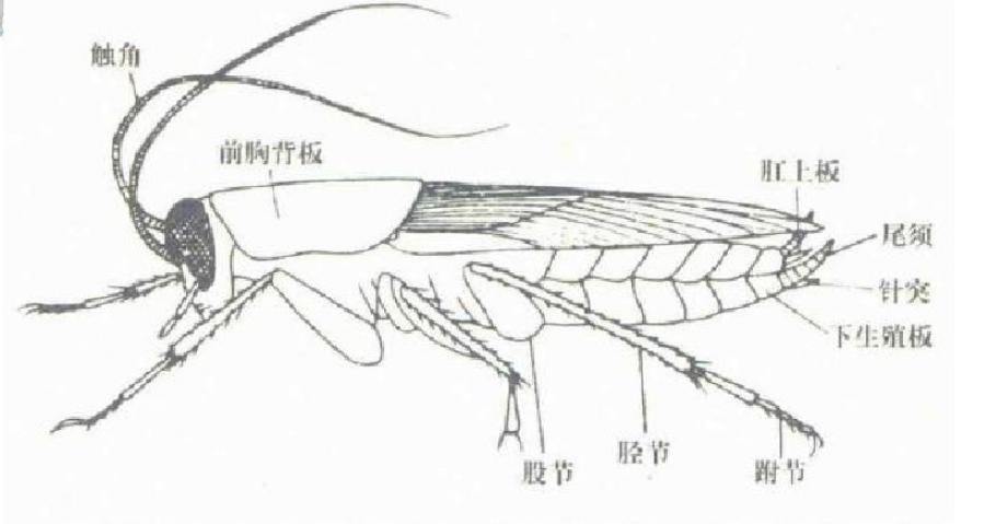 蟑螂是打不死的小强,蟑螂太多消灭蟑螂的方法