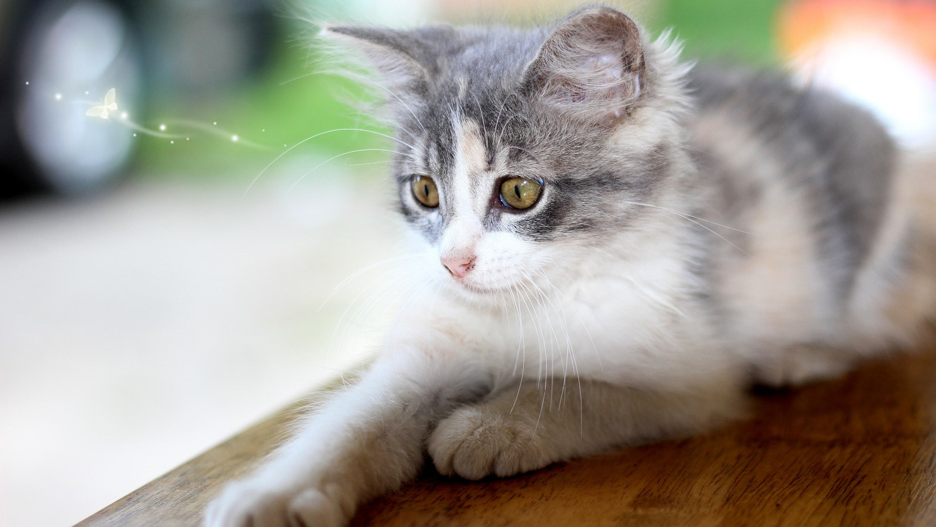 造成猫咪呼吸困难的原因,猫咪弱智怎么治疗