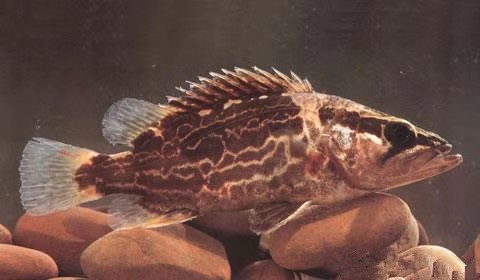 泰国虎鱼养殖价格,泰国虎鱼用多大缸养