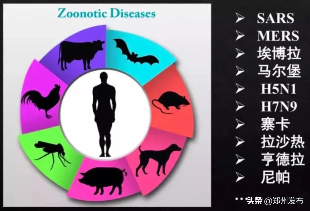 野味都有什么动物,哪些动物属于野味