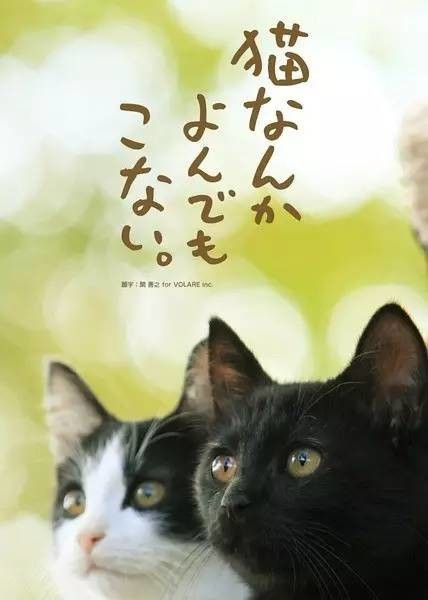 *男猛**必看！日剧日影中的9部治愈猫片，一起云吸猫吧