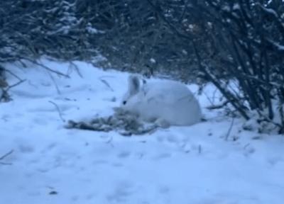 兔子的食性和饮食习性有哪些特点,兔子除吃草外还会吃什么