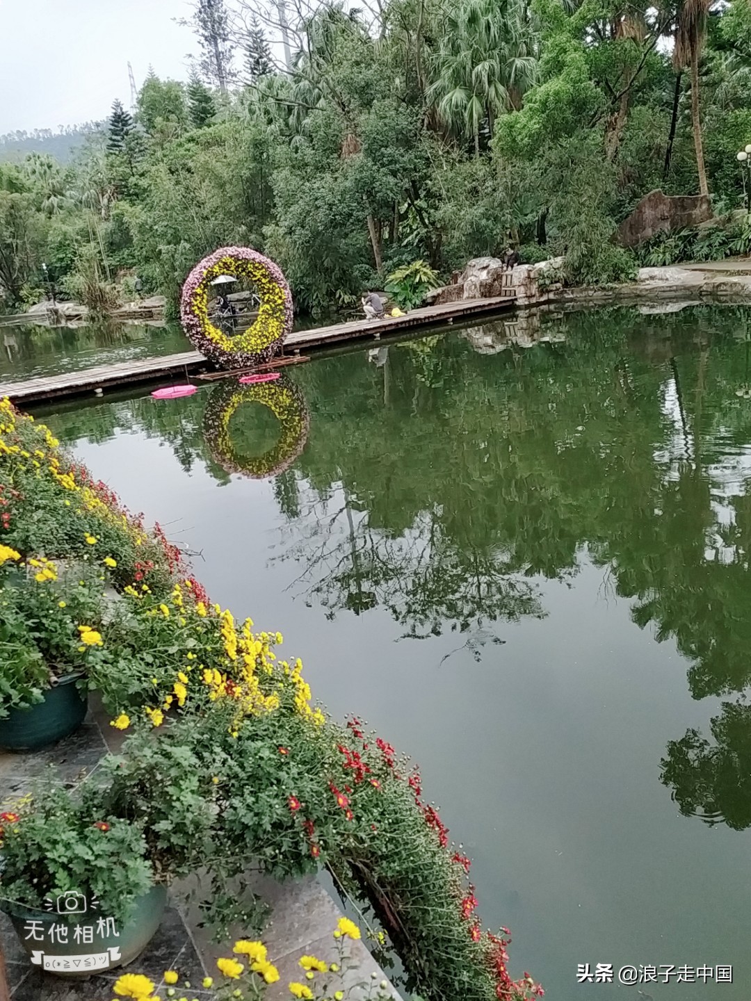 深圳的东湖公园的菊花展漂亮极了,深圳东湖公园赏菊花展