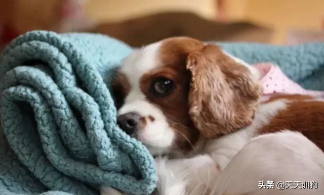 狗狗呕吐的原因,狗狗肠胃炎呕吐