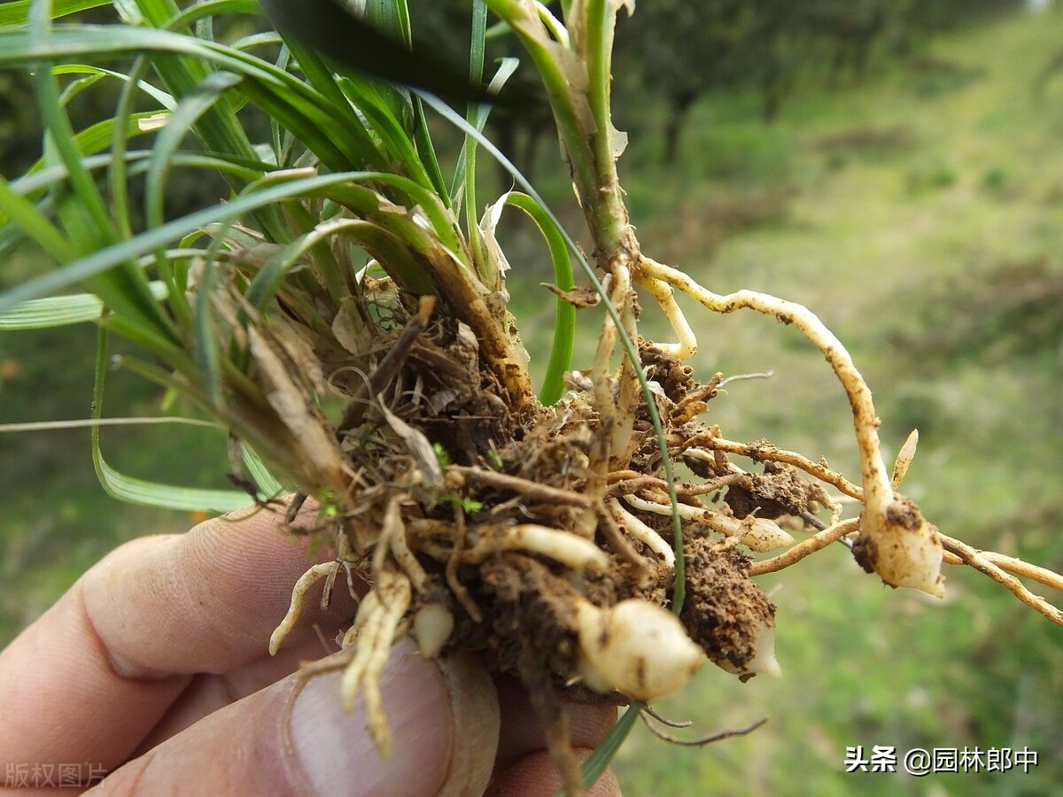 麦冬草坪除杂草,麦冬草怎样消灭