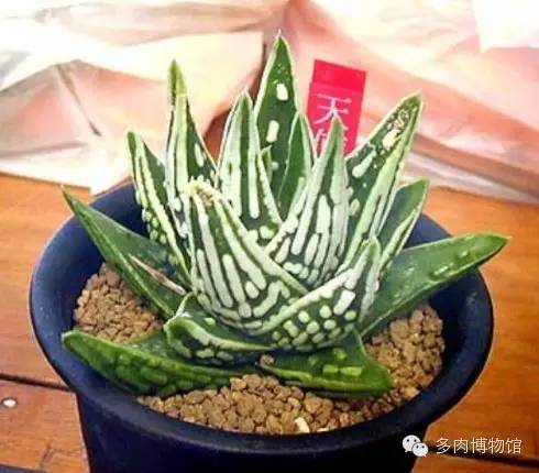 天使之泪多肉老桩,天使之泪多肉状态图