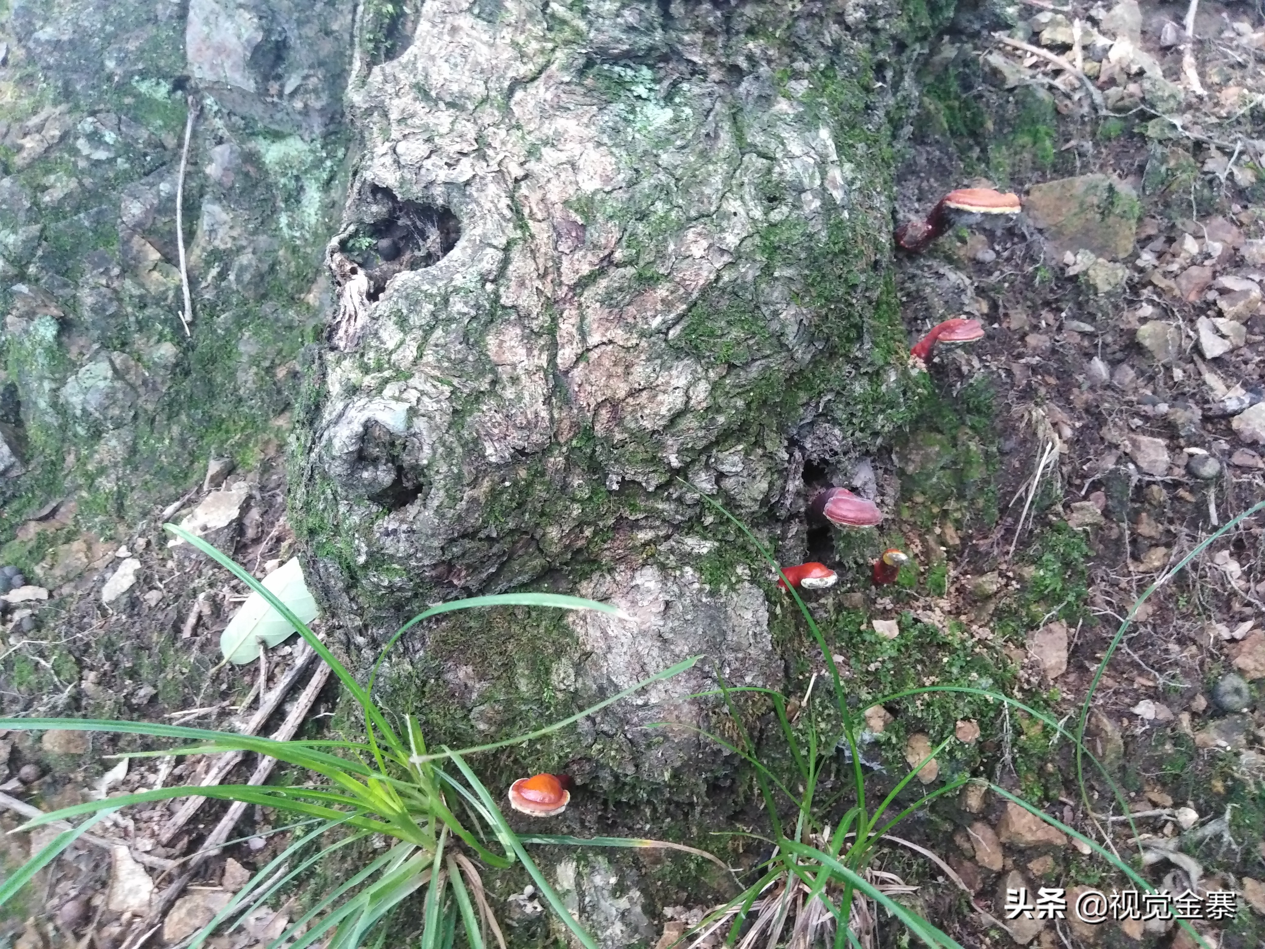 大别山稀有灵芝,大别山野生灵芝
