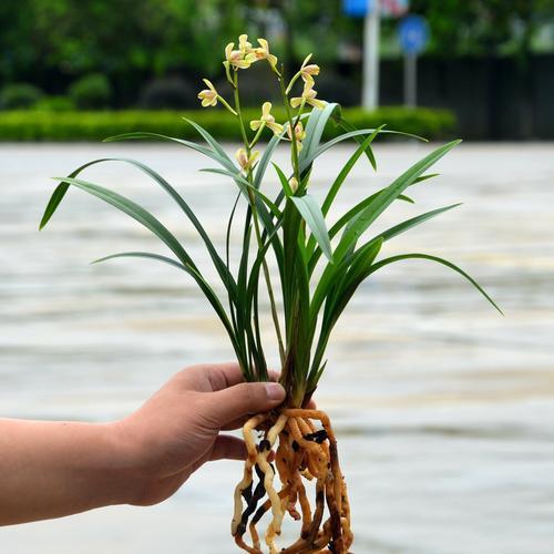 带浓郁香味的兰花,哪些兰花的香气很浓郁推荐几种