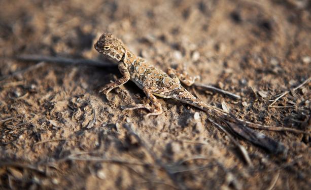 壁虎为什么称为五毒之首,壁虎为什么被列为五毒之一