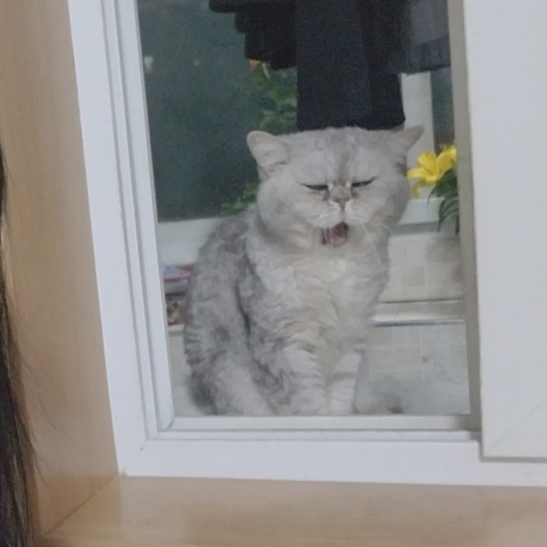 向往的生活锅碗瓢盆分别被谁养,向往的生活锅碗瓢盆4只狗