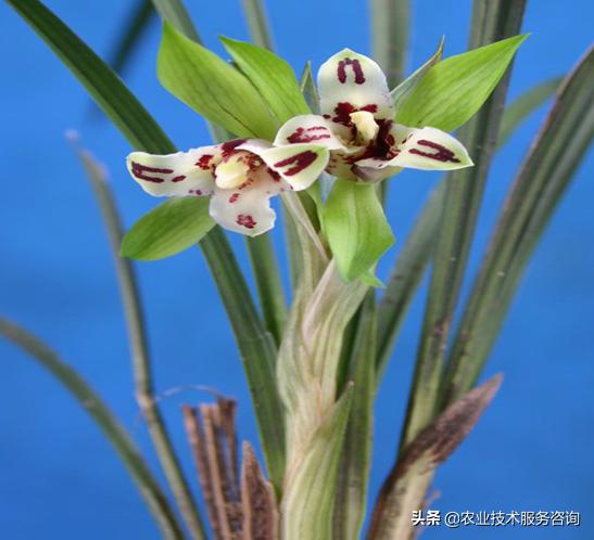 几种名贵兰花品种,名贵兰花品种十大排名