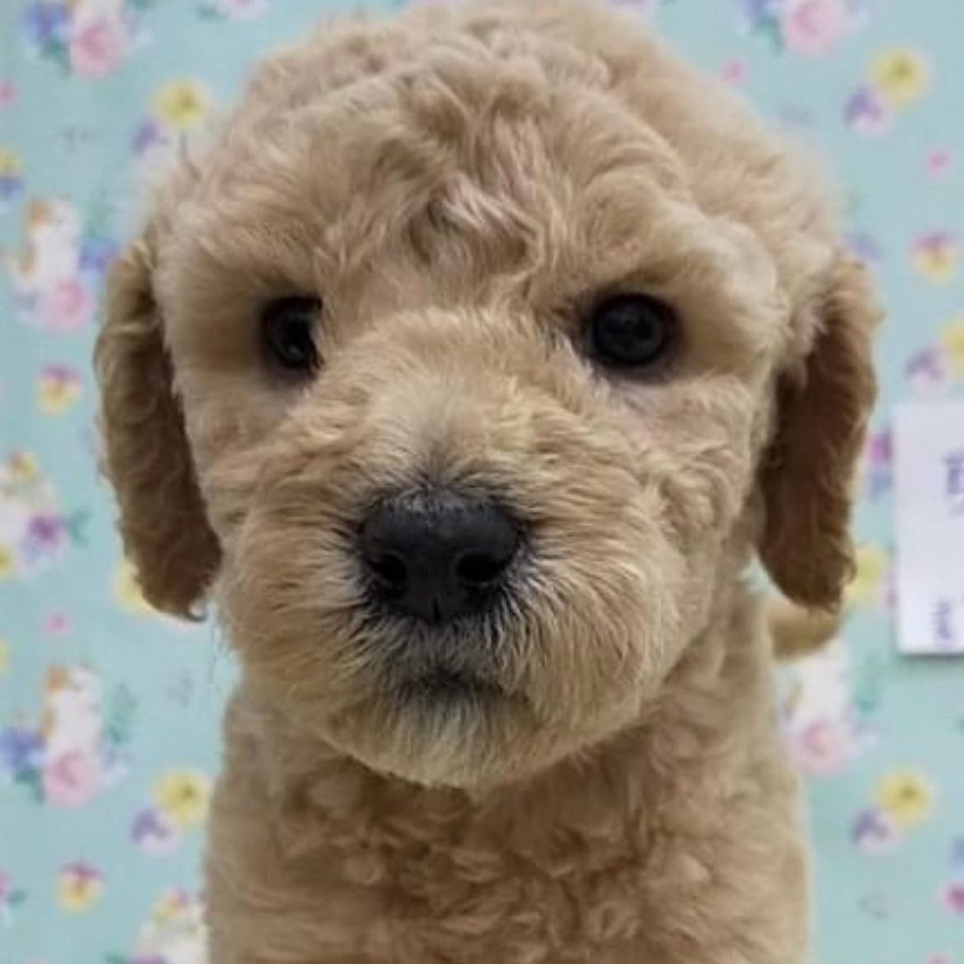 家里两只巨型贵宾犬,巨型贵宾犬发疯