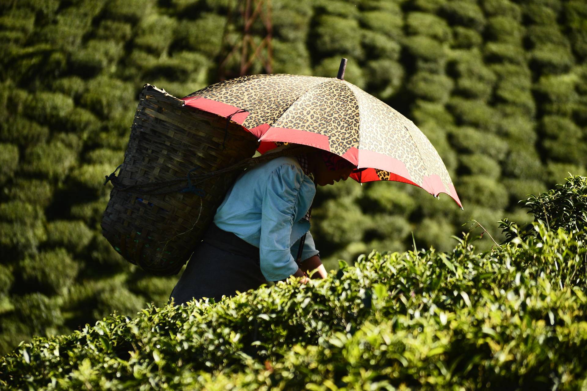 印度疫情加重，顶级茶叶烂在地里没人采，大吉岭茶农损失超2亿