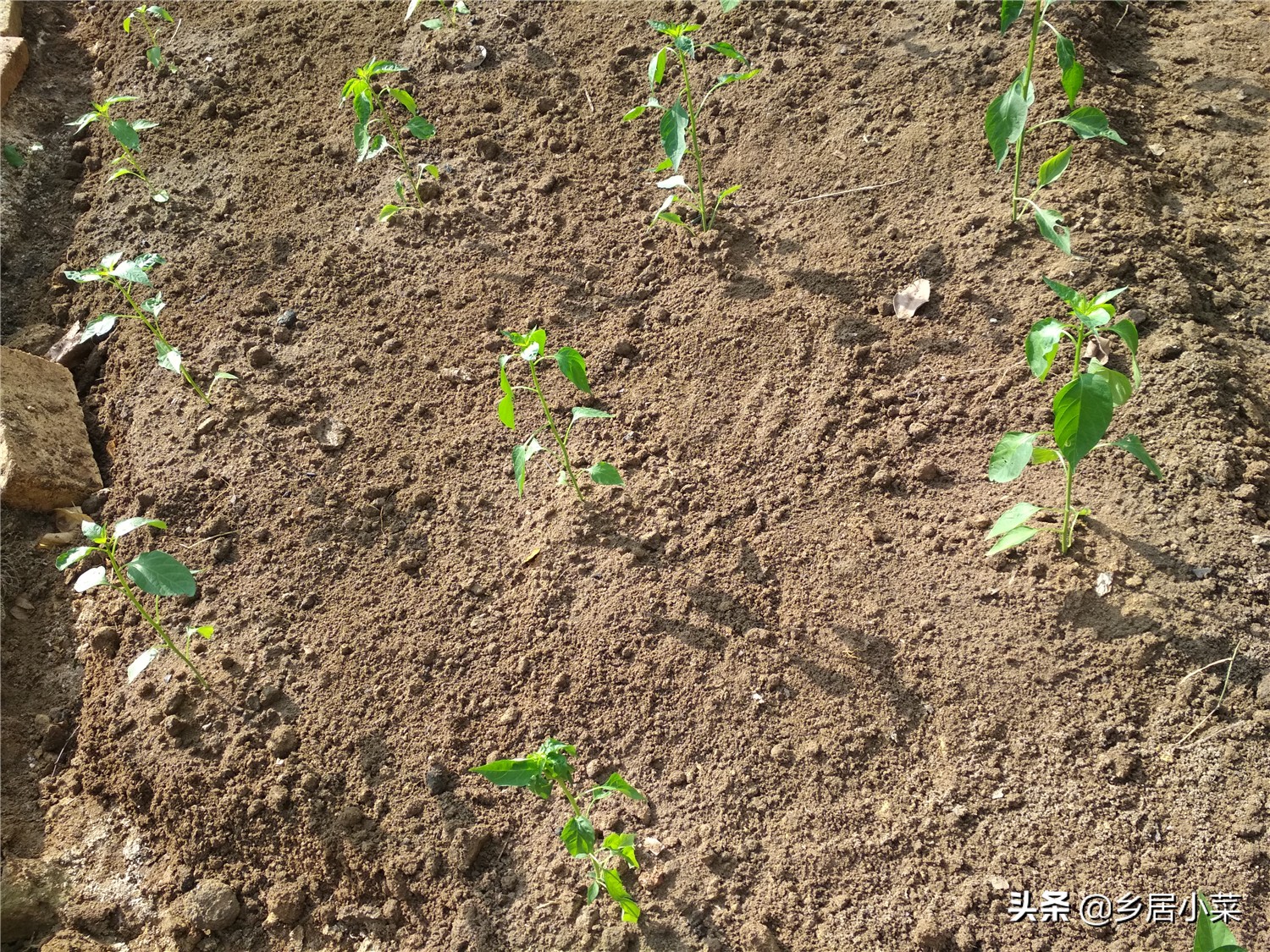 辣椒苗栽了后用薄膜能提高地温吗,移栽辣椒苗后用什么药